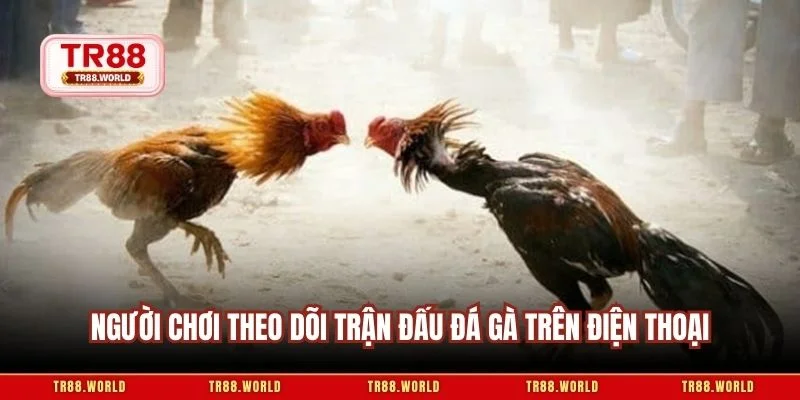 Người chơi theo dõi trận đấu đá gà trên điện thoại